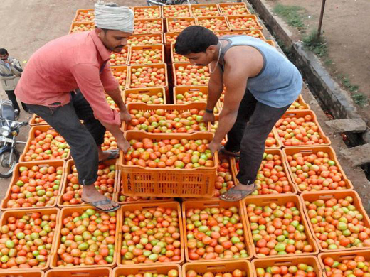 tomatoes 28 jul 17
